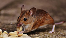 24 Hour & Emergency Exterminators in Grosse Pointe, MI